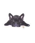 Sommersweat Bulldogge liegend schwarz ecru 40 x 50cm